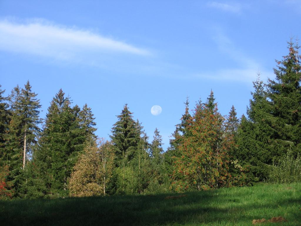 פלדברג Schwarzwald-Chalet Feldberg מראה חיצוני תמונה